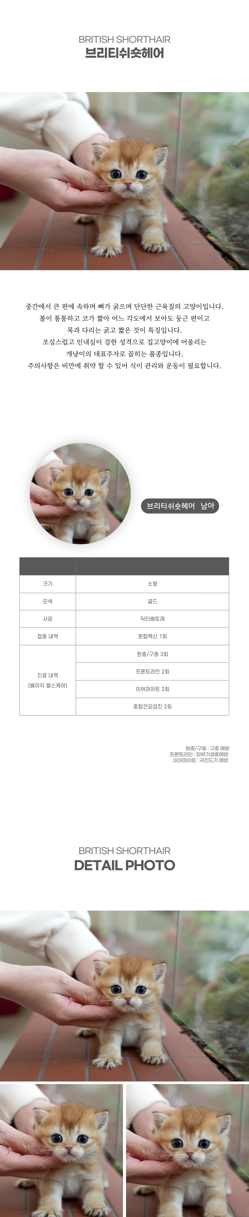 브리티쉬숏헤어_상세이미지_2